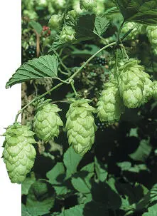 Hop Hop Humulus lupulus Cannabaceae HEIGHTto 6m Twining hairy hedgerow - фото 83