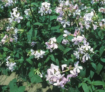 Cleave Andrew Soapwort Soapwort Saponaria officinalis HEIGHTto 1m Straggling - фото 230
