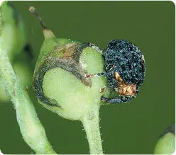 The survival of plants and animals is inextricably linked at the general level - фото 7