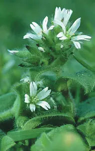 StickyMouseear Sticky Mouseear Cerastium glomeratum HEIGHTto 40cm Annual with - фото 183