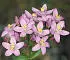 British Wild Flowers A photographic guide to every common species - изображение 29