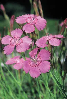 Maiden Pink Maiden Pink Dianthus deltoides HEIGHTto 20cm Hairy perennial that - фото 234