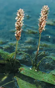 Amphibious Bistort Amphibious Bistort Persicaria amphibia HEIGHTto 40cm - фото 97