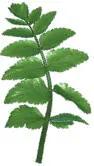 PINNATE - фото 66