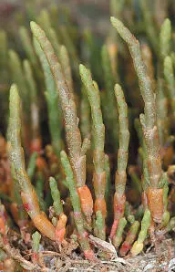 Perennial Glasswort Perennial Glasswort Sarcocornia perennis HEIGHTto 30cm - фото 156