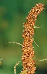 Golden Dock Marsh Dock Golden Dock Rumex maritimus HEIGHTto 70cm Annual or - фото 127