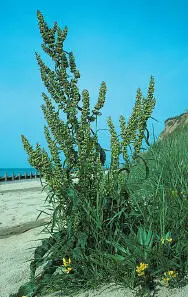 British Wild Flowers A photographic guide to every common species - изображение 109