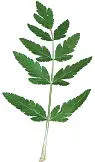 PINNATE PALMATE - фото 67