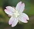 British Wild Flowers A photographic guide to every common species - изображение 19