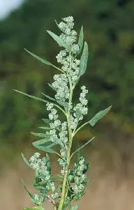 Fathen Flowers Fathen Chenopodium album Chenopodiaceae HEIGHTto 1m Upright - фото 133