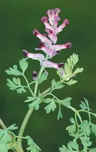 Common Fumitory Common Fumitory Fumaria officinalis Fumariaceae HEIGHTto 10cm - фото 319