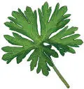 PALMATE LOBED MARGIN CLASPING BASE TRIFOLIATE OR TREFOIL - фото 69