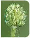 British Wild Flowers A photographic guide to every common species - изображение 272