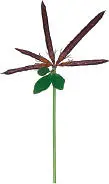 Like other members of the pea family the fruits of birdsfoottrefoil are - фото 55
