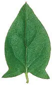 LANCEOLATE ROUNDED POINTEDTIPPED SPOONSHAPED - фото 59
