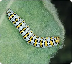 The survival of plants and animals is inextricably linked at the general level - фото 8