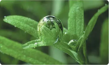 Among terrestrial plants the process of photosynthesis is difficult to - фото 6