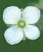 British Wild Flowers A photographic guide to every common species - изображение 18