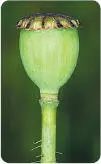 The fruit of the Common Poppy is a hollow vessel that contains thousands of - фото 57