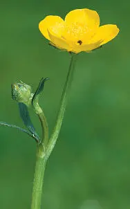 Creeping Buttercup Creeping Buttercup Ranunculus repens HEIGHTto 50cm Often - фото 269