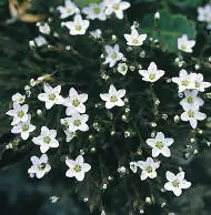 Spring Sandwort Spring Sandwort Minuartia verna Caryophyllaceae HEIGHTto - фото 167
