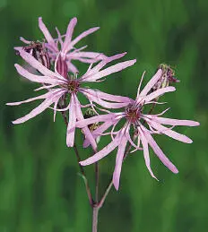 Raggedrobin Raggedrobin Lychnis floscuculi HEIGHTto 65cm Delicatelooking - фото 233