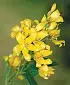 British Wild Flowers A photographic guide to every common species - изображение 26