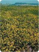 In botanical terms the stabilised shingle at Chesil Beach in Dorset is - фото 72