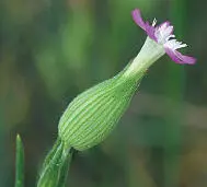 Sand Catchfly Sand Catchfly Silene conica HEIGHTto 35cm Upright stickily - фото 228