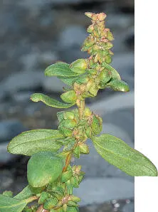 Babingtons Orache Babingtons Orache Atriplex glabriscula PROSTRATE A - фото 146