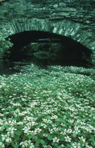 Common Watercrowfoot Common Watercrowfoot Ranunculus aquatilis FLOATING - фото 292