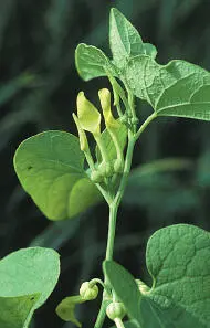 Birthwort Birthwort Aristolochia clematis Aristolochiaceae HEIGHTto 80cm - фото 90