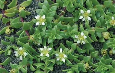 Sea Sandwort Sea Sandwort Honckenya peploides Caryophyllaceae PROSTRATE - фото 171