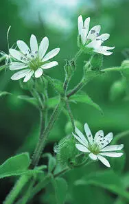 Water Chickweed Water Chickweed Myosoton aquaticum HEIGHTto 1m Straggling - фото 195