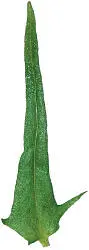 POINTEDTIPPED SPOONSHAPED LINEAR - фото 60
