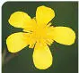 British Wild Flowers A photographic guide to every common species - изображение 285