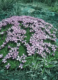 Moss Campion Moss Campion Silene acaulis PROSTRATE Charming cushionforming - фото 214