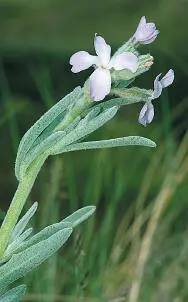 Sea Stock Sea Stock Matthiola sinuata HEIGHTto 80cm Downy greygreen - фото 357