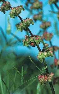Clustered Dock Fruits Clustered Dock Rumex conglomeratus HEIGHTto 1m Upright - фото 118
