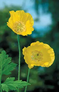 Welsh Poppy Welsh Poppy Meconopsis cambrica Papaveraceae HEIGHTto 50cm Showy - фото 336