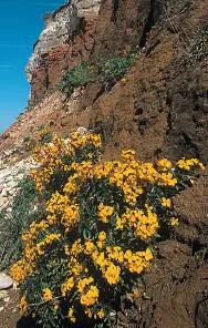 Janes Ernie Wallflower Wallflower Erysimum cheiri HEIGHTto 60cm Showy - фото 352