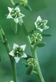 Bastardtoadflax Bastardtoadflax Thesium humifusum Santalaceae PROSTRATE - фото 82