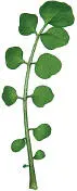 Hairy Bittercress Hairy Bittercress Hairy Bittercress Cardamine hirsuta - фото 370