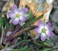 Lesser Seaspurrey Lesser Seaspurrey Spergularia marina PROSTRATE Straggling - фото 208
