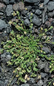 Procumbent Pearlwort Procumbent Pearlwort Sagina procumbens PROSTRATE Creeping - фото 203