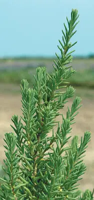 Shrubby Seablite Shrubby Seablite Suaeda vera Chenopodiaceae HEIGHTto 1m - фото 163