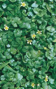 Ivyleaved Crowfoot Ivyleaved Crowfoot Ranunculus hederaceus CREEPING - фото 297