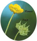 Corn Buttercup Ranunculus arvensis HEIGHTto 40cm Downy annual of arable - фото 275