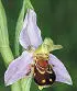 British Wild Flowers A photographic guide to every common species - изображение 12