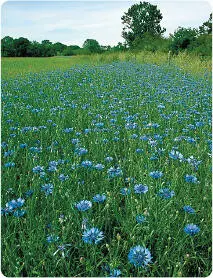 Thankfully it is still possible to find agricultural fields where Cornflowers - фото 74